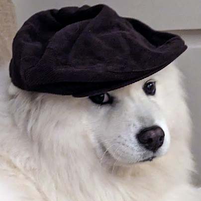 404 Dog